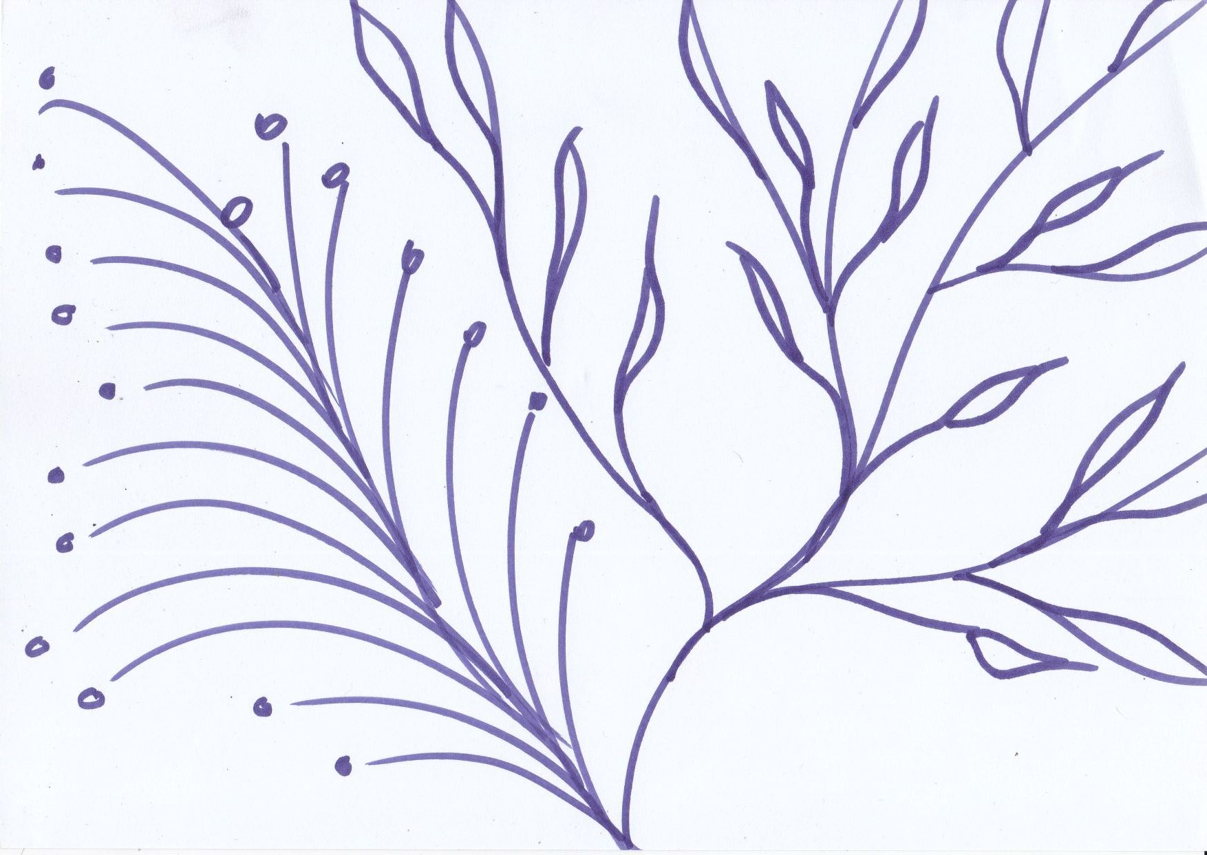 magnolie