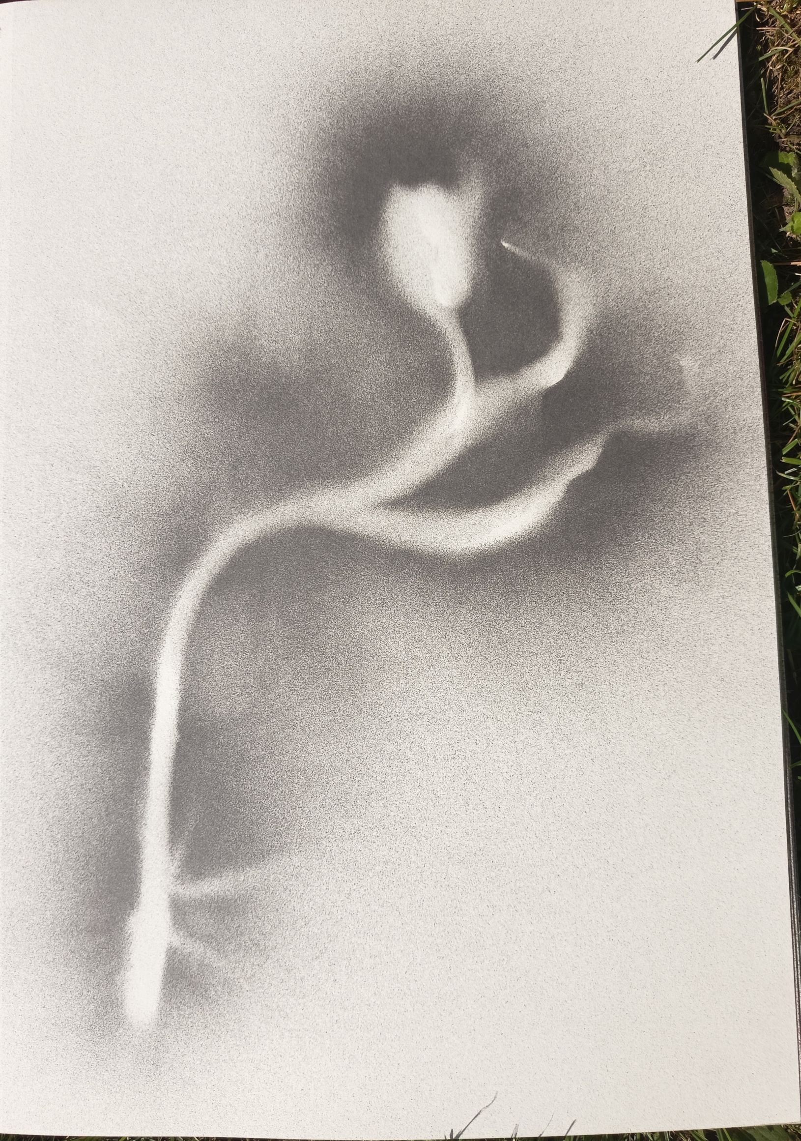tulipan I
